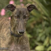 Photo of Dd (Detrie Bale)