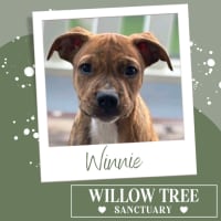 Photo of Winnie
