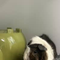 Photo of Peanut Butter 