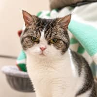 Photo of Stella