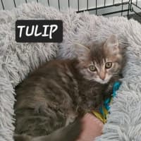 Photo of Tulip 🌷