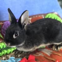 Photo of Snickers