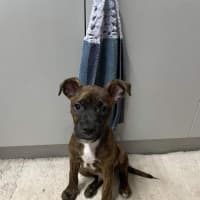 Photo of Mudi (Bear)