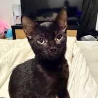 Photo of Misty