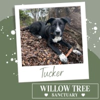 Photo of Tucker