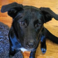 Photo of Tucker
