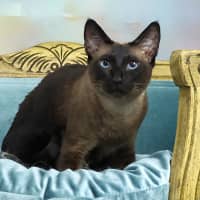 Photo of Skadi And Freya