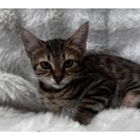 Photo of 13276   Calliope