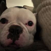 Photo of Kylo   5 Year Old French Bulldog 