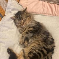 Photo of Bramble