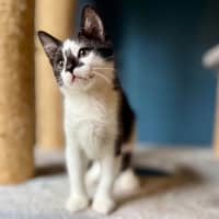 Photo of Boggle   Located In Templestowe