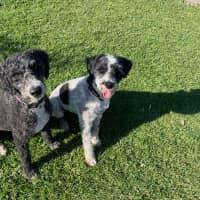 Photo of Frankie & Rosie