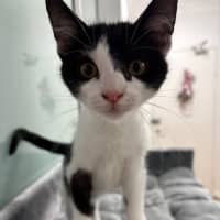 Photo of Squeaky Girl