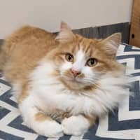 Photo of Sooki   Located In Preston 