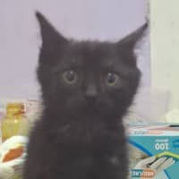 Photo of Bluey