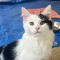 Photo of Chickpea