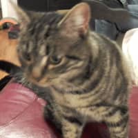 Photo of Kitty
