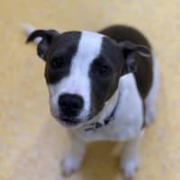 Photo of Snoopy