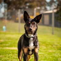 Photo of Duke