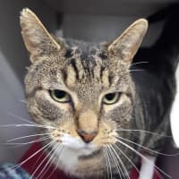 Photo of Hobbs