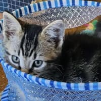 Photo of Tommy