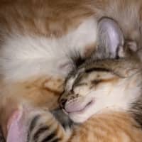 Photo of Maple & Olive