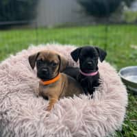Photo of Boston   8 Week Old Dachshund X Pug