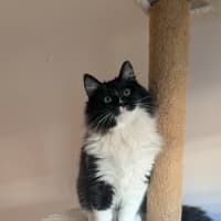 Photo of Silverfox