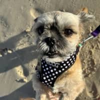 Photo of Alfie & Delilah ~ Pair Of Shih Tzus, Boy And Girl