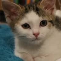 Photo of Meow