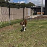 Photo of Jersey   4 Year Old Border Collie