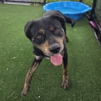 Photo of Blaze Imp 556