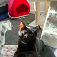 Photo of Tippa & Sooty   4 Month Old Domestic Short Hair