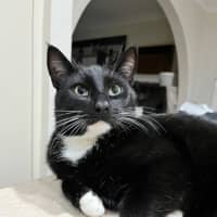 Photo of Oreo *9 Lives Project Rescue*