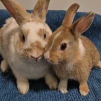 Photo of Sandy (Bonded With Penny Loafer)