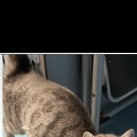 Photo of Shelby