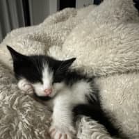 Photo of Pips