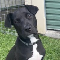 Photo of Guiness