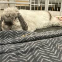 Photo of Gorgeous Milo