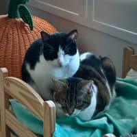 Photo of Amelia & Georgie   In Foster Care In Northcote