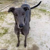 Photo of Megan The Greyhound