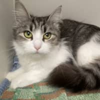 Photo of Silver