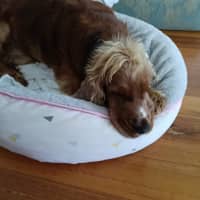 Photo of Dudley