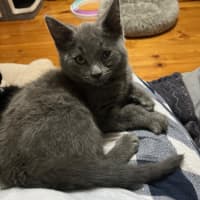 Photo of Tonka ** 2nd Chance Cat Rescue**