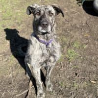 Photo of Zelda