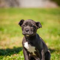 Photo of Archie