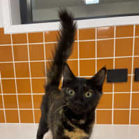 Photo of Roxy