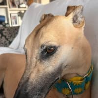 Photo of Sandy, The Greyhound