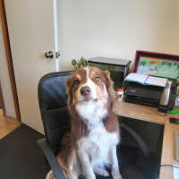 Photo of Sheppy   3 Year Old Border Collie (Trial)
