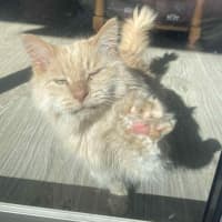 Photo of Hermes   In Foster In Preston